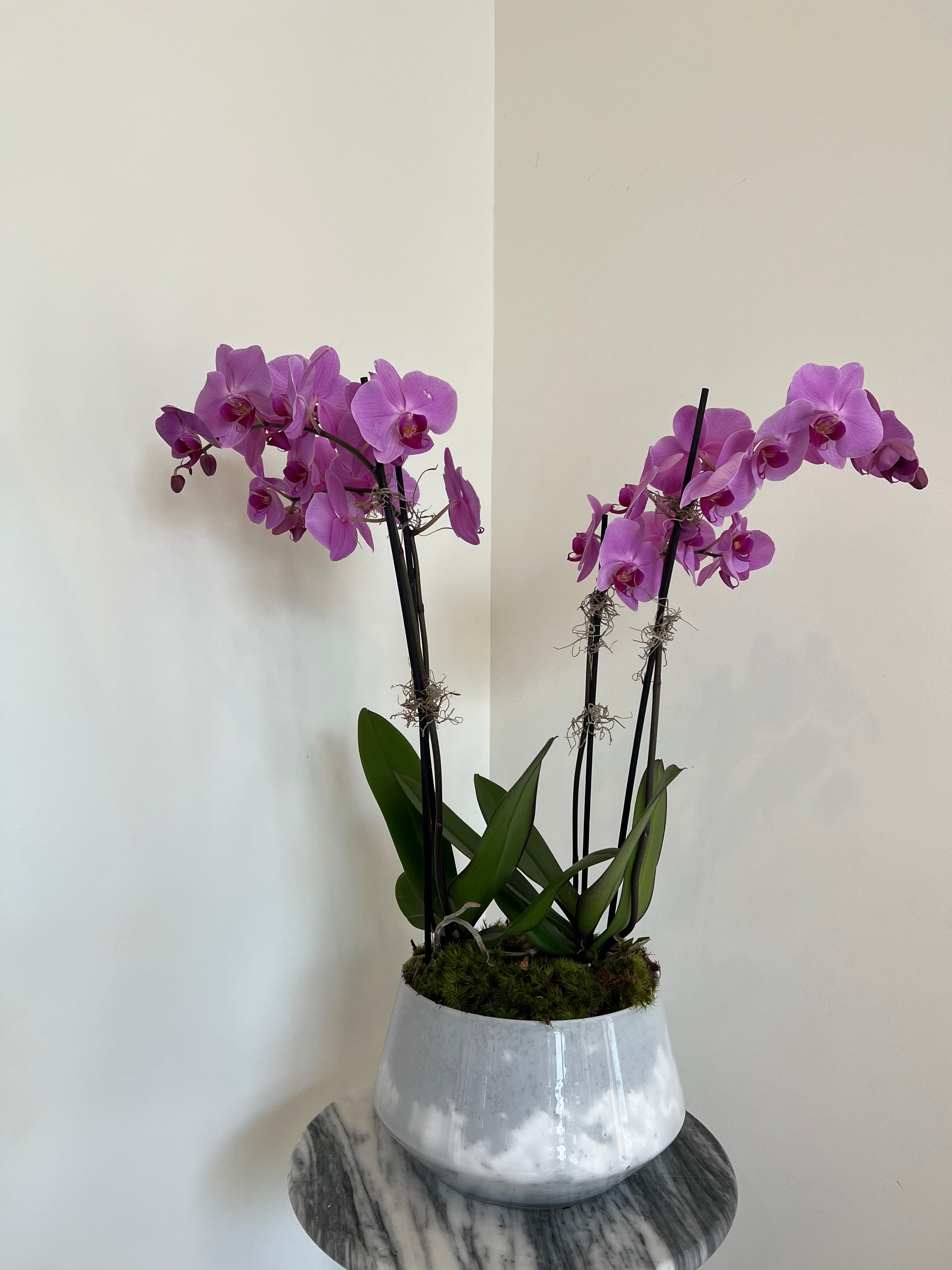 Potted Orchids – Mother Of Wild Flower House